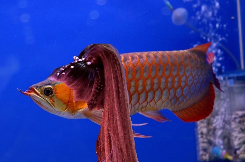 friel's tweet photo. Apparently Arowana Grande is a thing. 🤣 https://t.co/qJyL4mRBYK