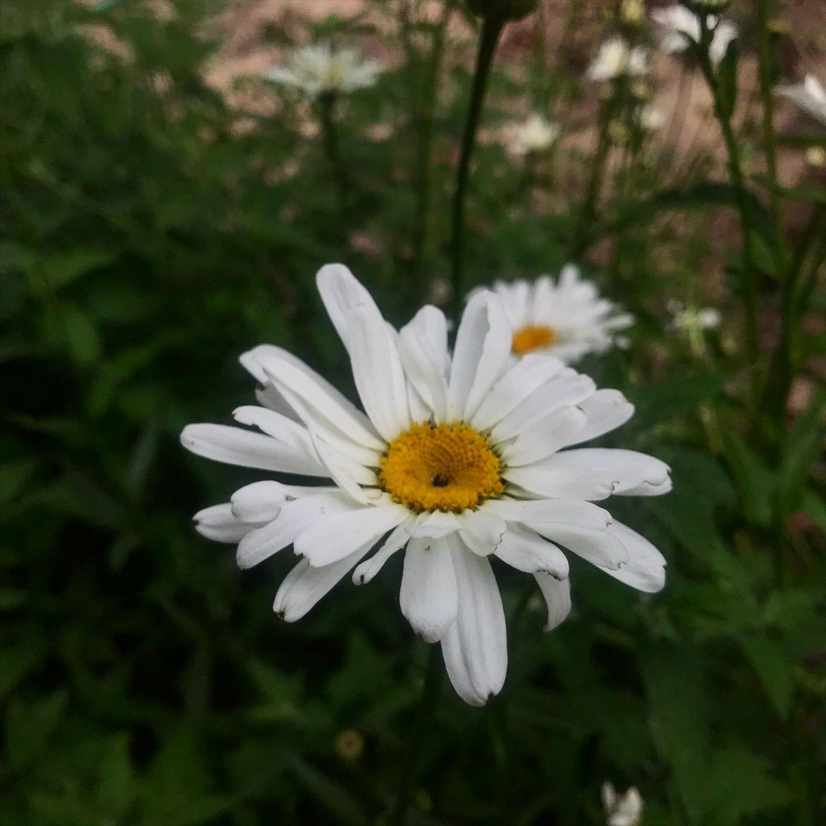 Lexilious21's tweet image. #flowergarden