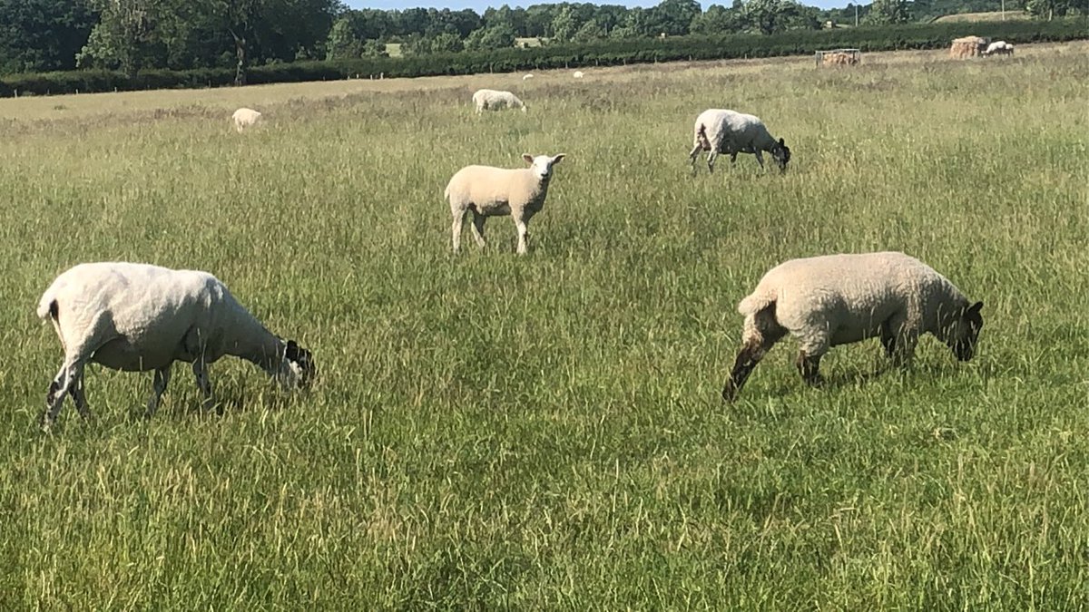 lambsEndLtd's tweet photo. 8week old lamb. #homebredmules #homebredtups @mulesheep @BritishTexel https://t.co/hxIHuEzhQO
