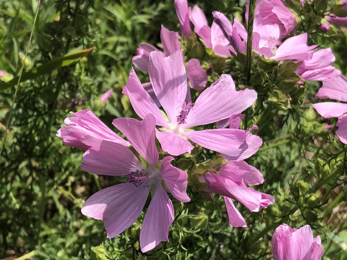 I’m adding a few more as just back from a cycle and spotted a few more beauties including these pink musk mallows on the edge of a common.