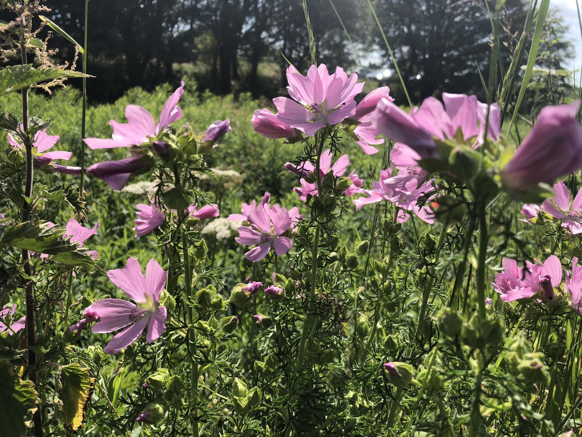 I’m adding a few more as just back from a cycle and spotted a few more beauties including these pink musk mallows on the edge of a common.