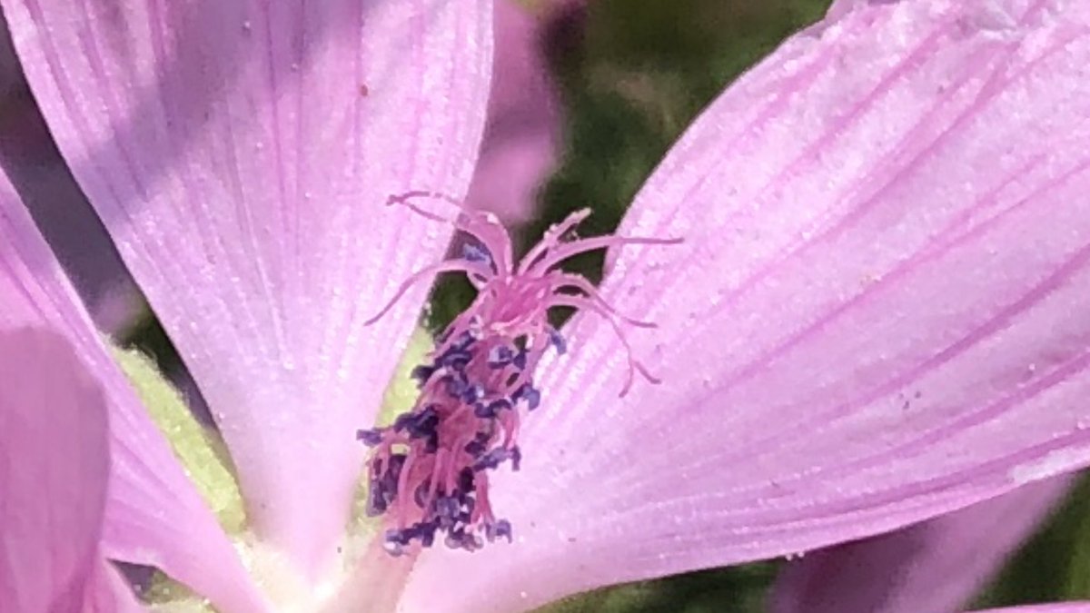 I’m adding a few more as just back from a cycle and spotted a few more beauties including these pink musk mallows on the edge of a common.