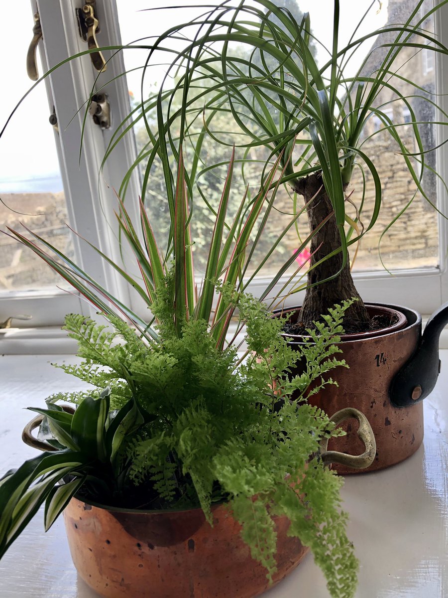 Getting into #HousePlants as #InteriorDecor I’ve never been very good at keeping them alive so wish me luck #NoGreenFingers #BarnLife ##Cotswolds #Cotswoldslife