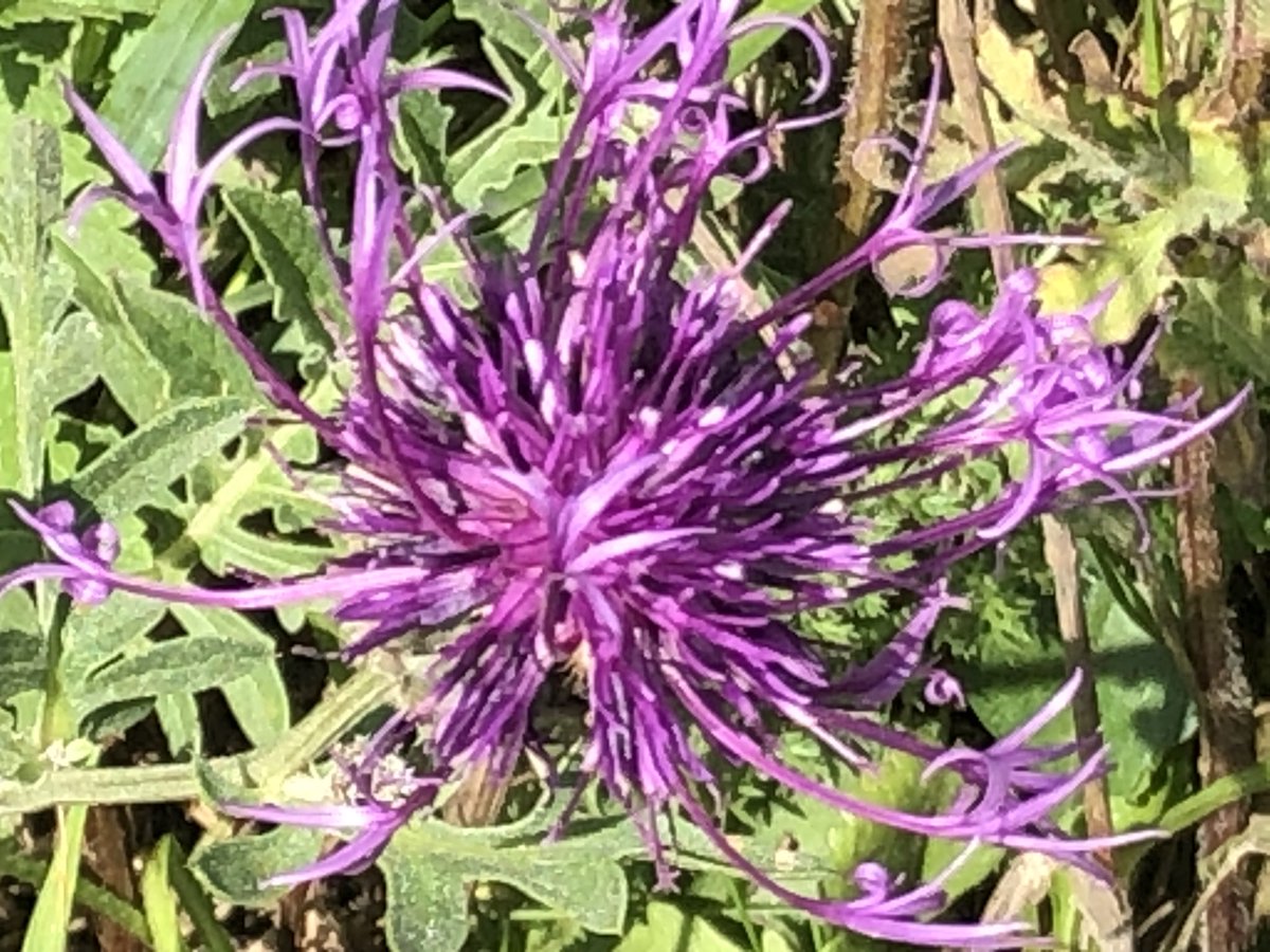 Related to the thistle, a greater knapweed.