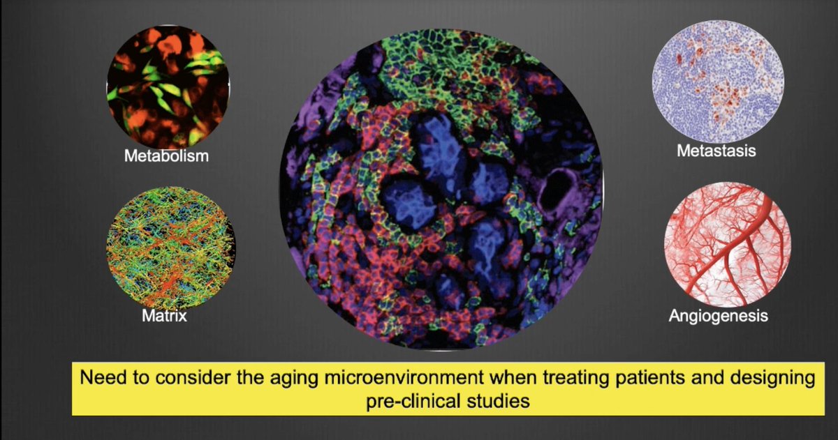 #AACR20 Plenary: Dr. <a href="/AshaniTW/">Ashi_W</a> presents work of Dr. <a href="/gretchen_alicea/">Gretchen Alicea Ph.D.</a> @JHSPHBMB et al on relationship btwn aging tumor microenvironment &amp; diminished response to therapy w/ aging in #melanoma. Full publication here: bit.ly/315li6z. 

#melsm #LatinxInMedicine #WomenInSTEM