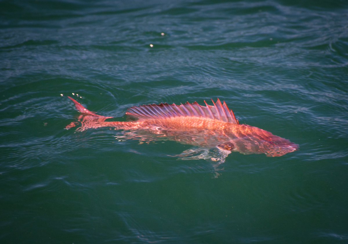 SAFMC's tweet photo. In case you missed it, @NOAAFish_SERO announced the #redsnapper season dates in federal waters of the South Atlantic.
Get details at the following link: https://t.co/rvG55BZN0d https://t.co/T3YU1QImWF