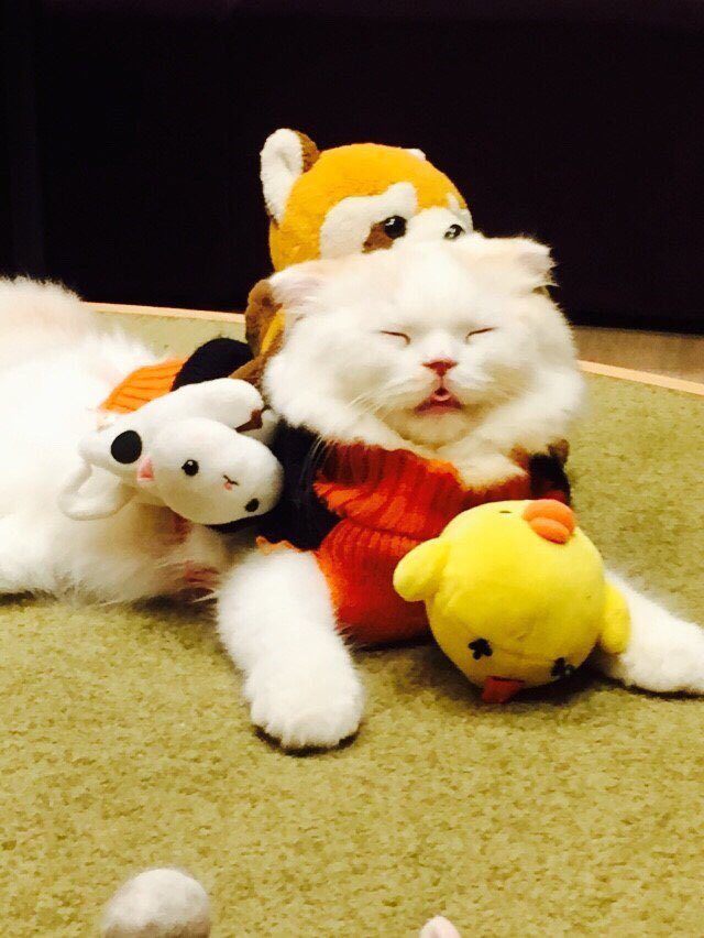 檜山沙耶 A Twitter 以前よく行っていた猫カフェの猫ちゃん ぬいぐるみに囲まれて幸せそう 癒されますね 時には猫ちゃんのようにリラックスする時間も大切なのかもしれませんね 猫の日