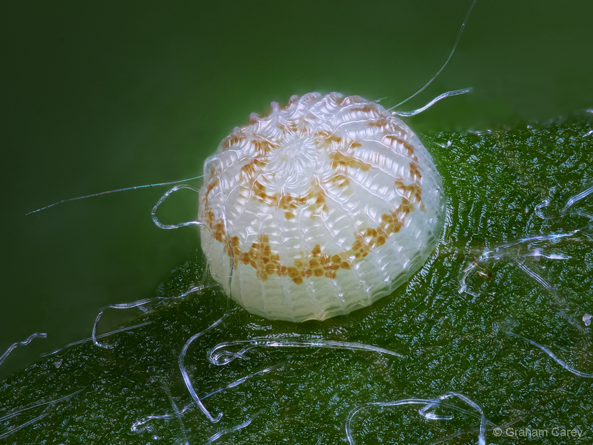 GrahamsPics's tweet image. Too small to appreciate with the naked eye, this beautiful egg of an angle shades moth measures just under half a millimetre in diameter. It was found on pyracantha in our Chertsey garden.