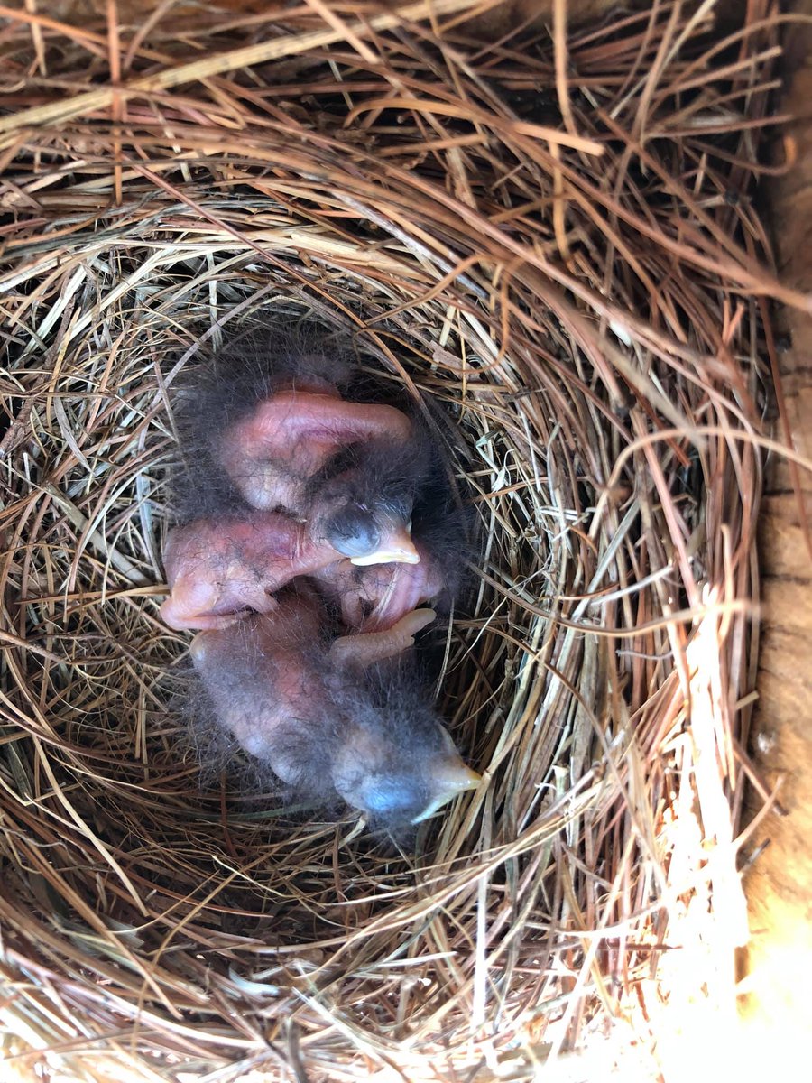 Mount Airy Elementary has 2 successful bluebird boxes! One group of bluebirds recently fledged and they are baby bluebirds in another box.