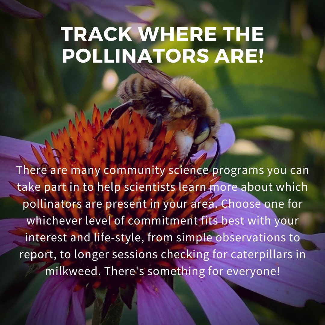 MonarchsJV's tweet photo. Pollinator Week is June 22-28! Here are some simple ways to celebrate, help pollinators and enjoy nature while practicing safe distancing. https://t.co/FLv3STsIdI