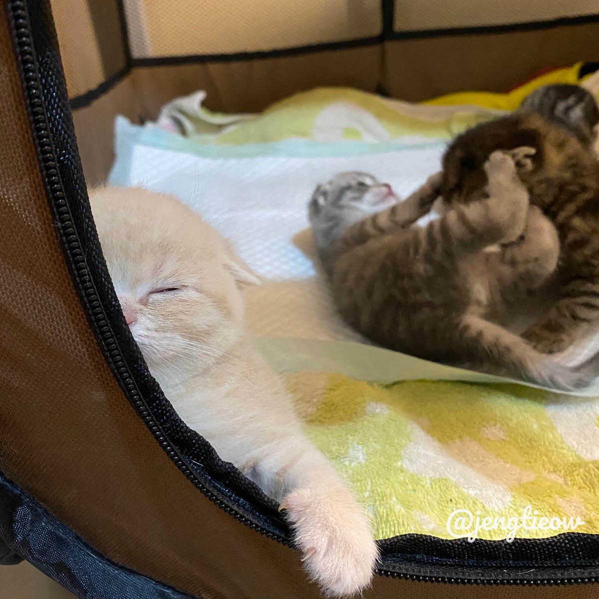 พี่เจ๋งน้องเตี๋ยวไม่ตีกันสิลูกกก tweet media
