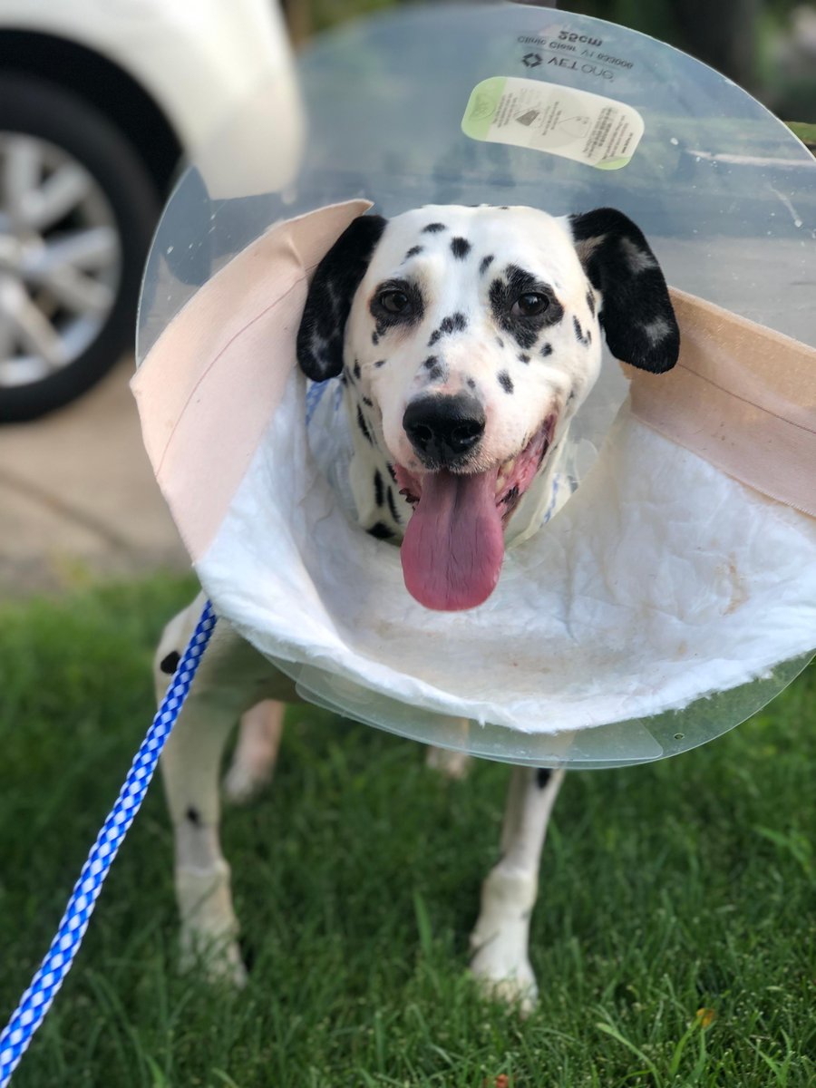 fetching tails rescue