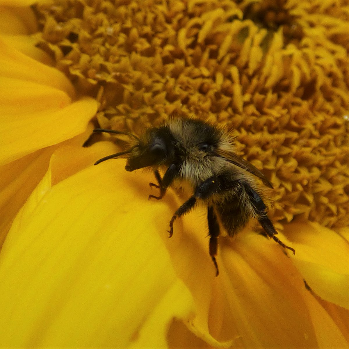BuzzingCoast's tweet photo. Did you know that Kent is home to 5 of the 7 rare and scarce #bumblebees in England? To celebrate National Insect Week, watch this space for a fact file series on each of these species! #makingabuzz #NIW2020 @BumblebeeTrust @insectweek @HeritageFundL_S https://t.co/ioIzSfFkZi