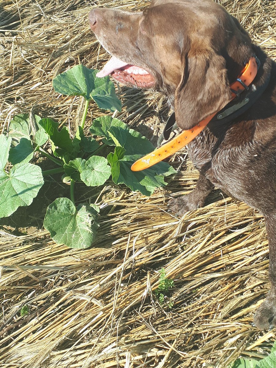 DamienBrunelle's tweet photo. Le chien et moi sommes dubitatifs sur la possibilité de maîtriser la pression des adventices grâce aux lotiers cornicules (si, si, cherchez bien, il y en a!) entre les potimarrons. #FrAgT #acs #agriculture #AgTwitter https://t.co/Ty1uiOssPH