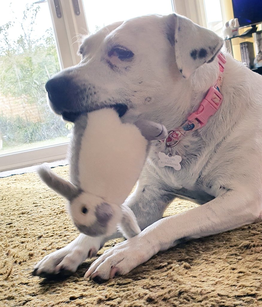 Penny_theDog1's tweet photo. When the #MondayBlues kick in, take your mind of things by trying to rip penguin's foot off #destructive #playtime #MondayFunday #ConanTheDestroyer #MondayMood #dogs #dogslife #dogsoftwitter #funnyanimals #grumblesocks #grump #RescueDogsRock @DogsTrust https://t.co/9jLS9wHqFL