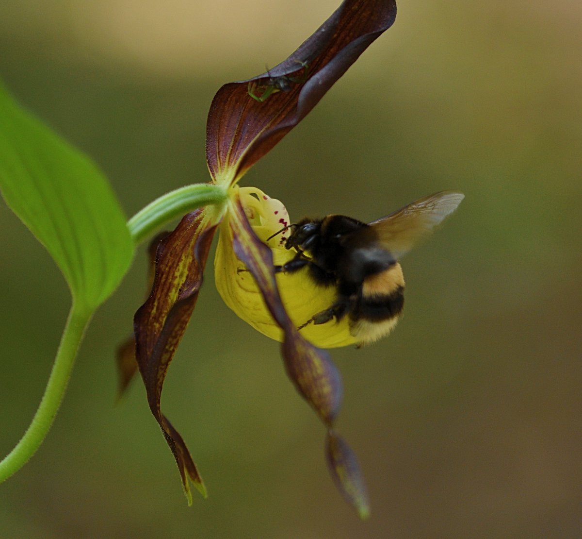 Julirmer's tweet photo. The Lady's Slipper attracts a lot of insects. But only insects that are able to get through the hairy channel in the back act as pollinators. #europeanorchids #wildflowerhour #orchidchallenge https://t.co/1o5nkg3s8B