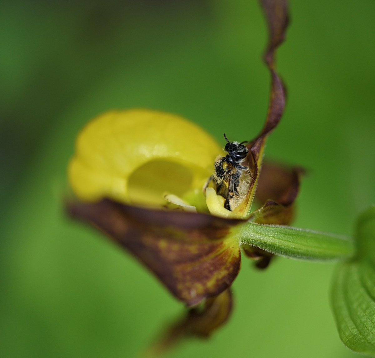 Julirmer's tweet photo. The Lady's Slipper attracts a lot of insects. But only insects that are able to get through the hairy channel in the back act as pollinators. #europeanorchids #wildflowerhour #orchidchallenge https://t.co/1o5nkg3s8B