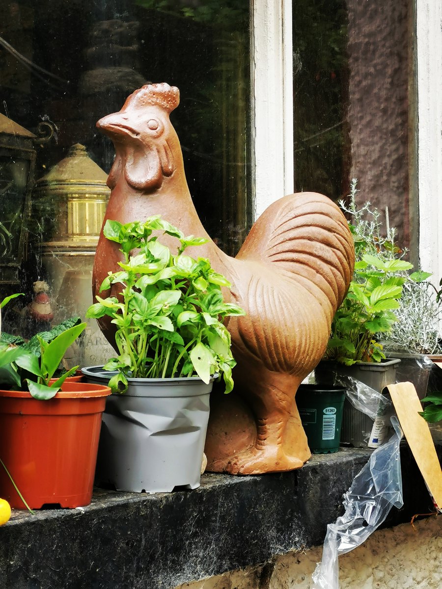 TylluanPenry's tweet photo. Well it's not a real cockerel (there is one in the garden above ours, and another further down the valley) but this always cheers me in the mornings. #gardenornament, #cockerel #earlyonemorning https://t.co/flrTqzRNCF