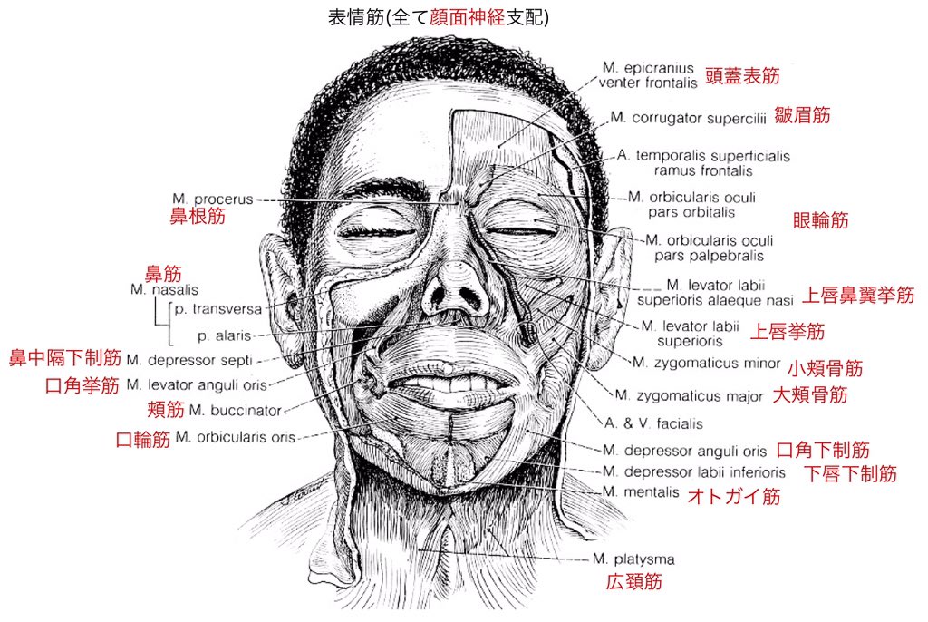 解剖学メモ On Twitter 頭部7 三叉神経 耳神経節からの神経走行は非常に複雑です 顎下線は自律神経性の神経節で 舌神経にぶら下がっています 顔面神経の枝 鼓索神経 が耳神経節からの舌神経に合流 鼓索神経には唾液腺支配 耳下腺除く の副交感神経性神経線維