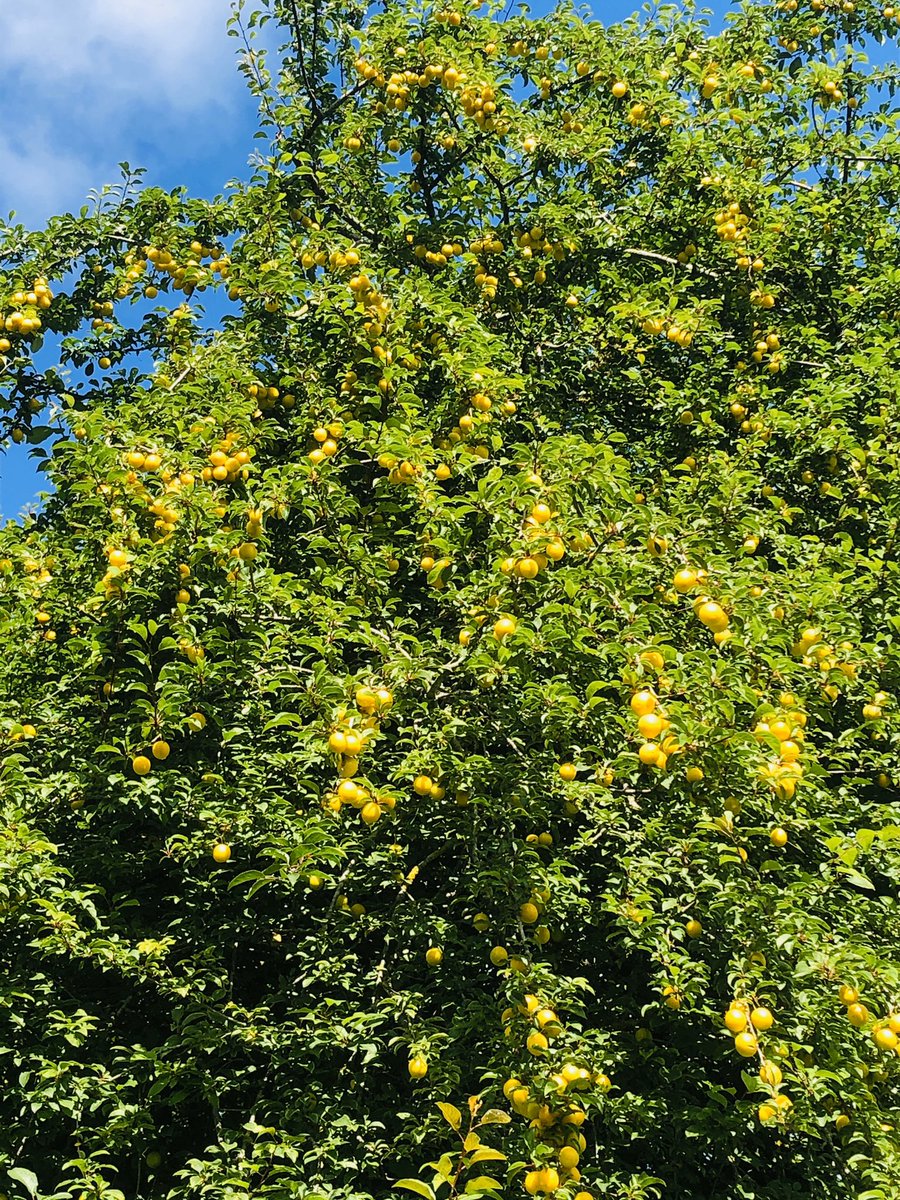 GrandPailleyBas's tweet photo. Oh wow! Our fruit trees are in full bloom. So what’s it to be? Gin? Cider? Jam? The orchard is here for guests to enjoy and help yourselves to the fresh fruit available! #gitedefrance #vacation #vacances #summerholiday #backtonature https://t.co/mS0FwRAvV2
