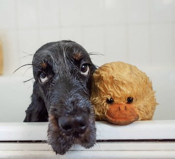 16 dogs that will definitely catch your attention