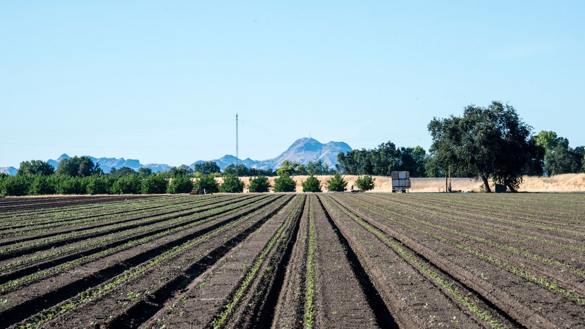 RD108Irrigation's tweet photo. We have great views in the District. Looking north from Wilson Bend Road, south of our headquarters. #processingtomatoes #plant20 @CalTomatoGrwers #colusacounty #sutterbuttes #rural https://t.co/LrSS4xGl3H