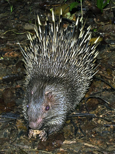 3/"We detected avian & bat  #coronaviruses in wildlife farm rodents, including Malayan porcupines & bamboo rats, but we did not detect rodent-associated coronaviruses," in those animals.No samples specifically + for  #SARSCoV2 . But points to high risk sites & species.MORE