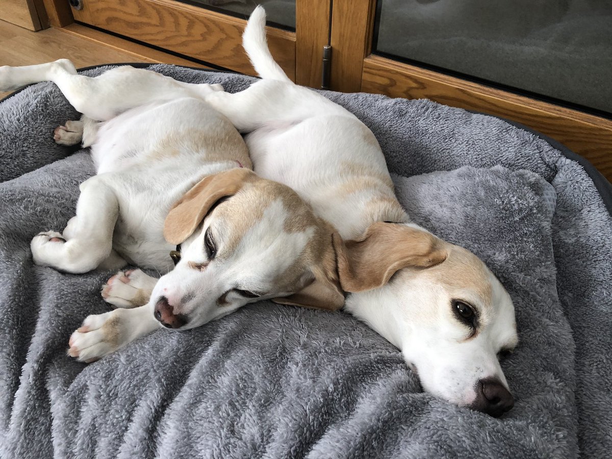 Yo Twitter Gang, please can I get some crossed paws &amp; love for me sister “Dolly” she going to da vets tomorrow to have a lump removed. We is hoping it’s not too serious but they will know more when it’s removed and tested. I do loves her Fank U - Daisy 😘