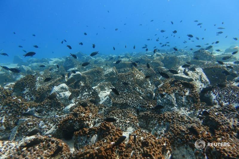 ReutersScience tweet picture