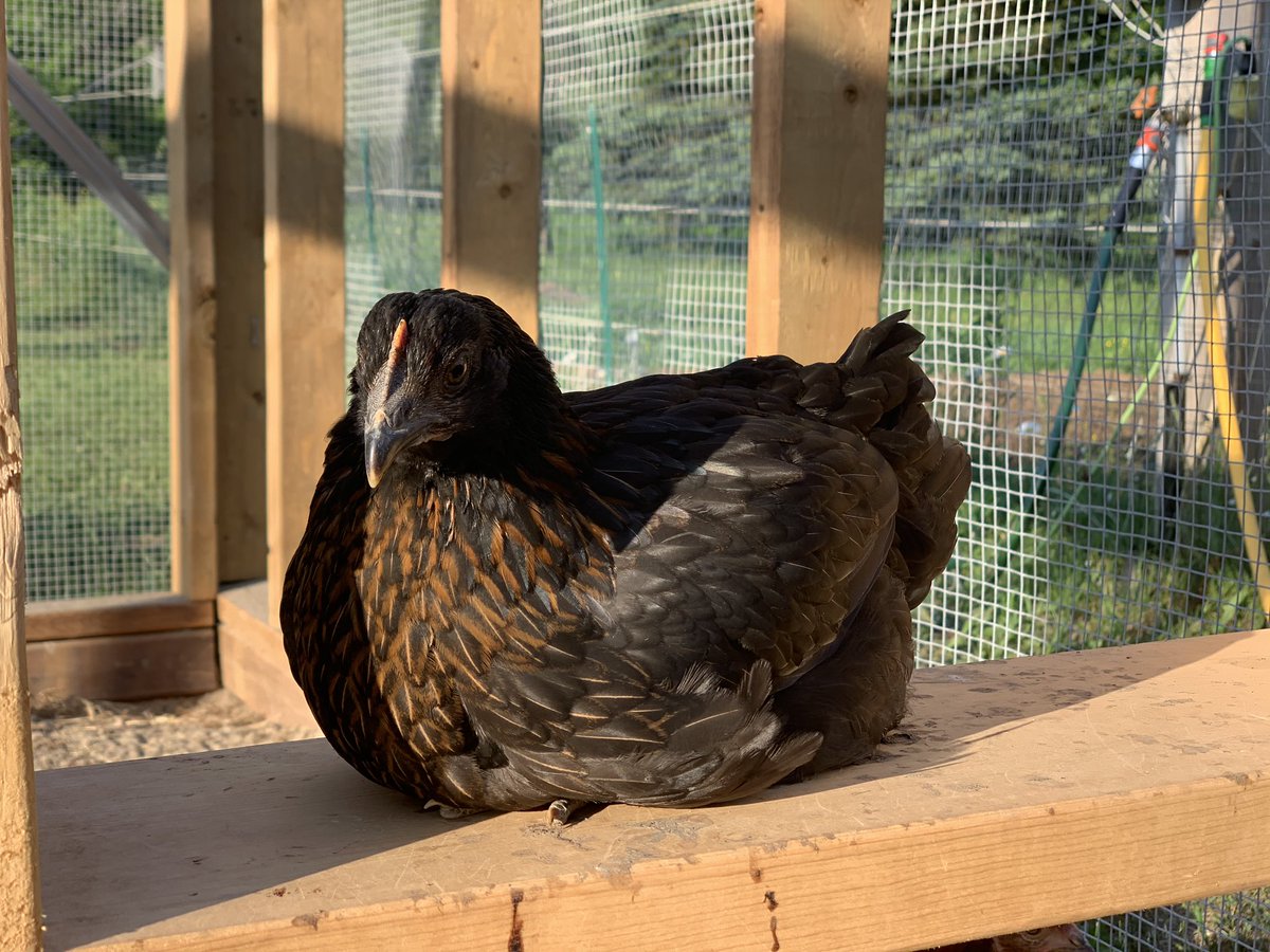 blindcasts's tweet image. Since I left Twitter two years ago— this has become my life 🤷🏼‍♀️ #fishandchicks