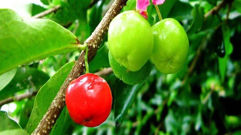 #Health
Growing Barbados Cherry is a simple method to add a tropical style to your Garden.
Visit: rawwabi.com/product-catego…
#rawwabi #CherryPlant #FruitPlants #attract #SaveEarth #SaveTrees #beautiful #affordable #indoorplants #LowMaintenancePlant #SnakePlant #outdoorplants #luck