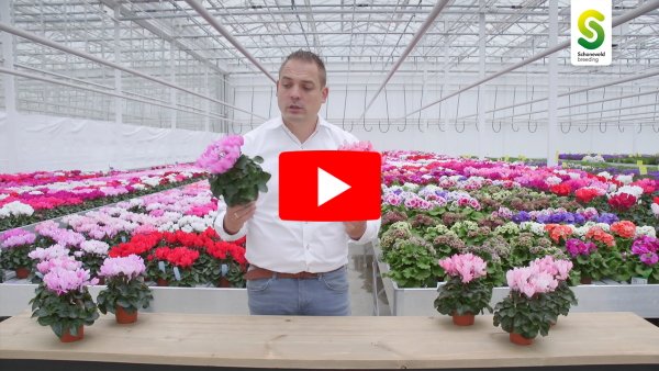 Schoneveld Breeding takes Flower Trials online <a href="/Schoneveld_NL/">Schoneveld Breeding</a>
floraldaily.com/article/922758…