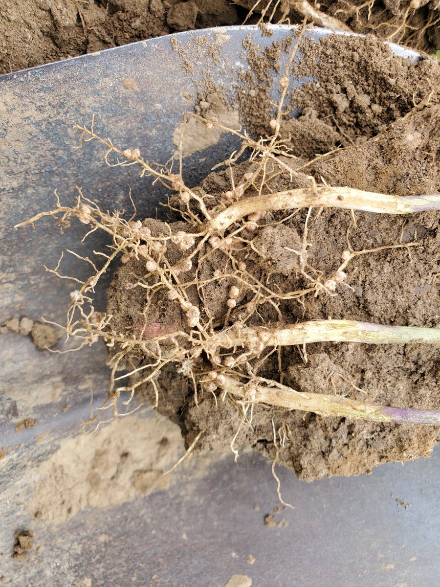 2 different growers, both have some good looking 30" beans. The push is on to fill those rows in fast. Keep those roots going strong, both field are heavier dirt too, great start! Seeing nice early nodulation as well #BioForge #BioForgeAdvanced.