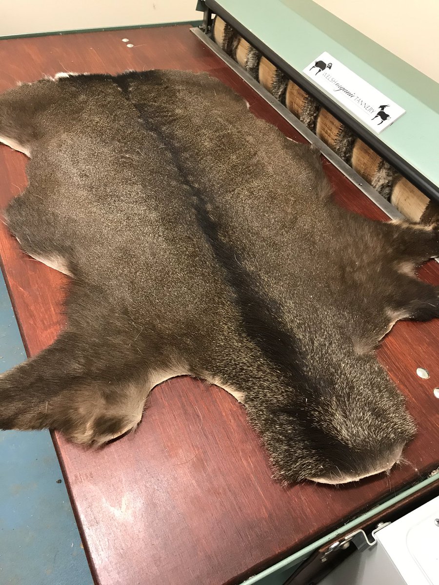 This fallow deerskin was sent to us from a gentleman who had had his stag-do (no pun intended) at @huntergathercook earlier in the year .... a few issues with his salting of the skin but this only affected some of the edges so with a bit of strategic trimming - a neat little rug!