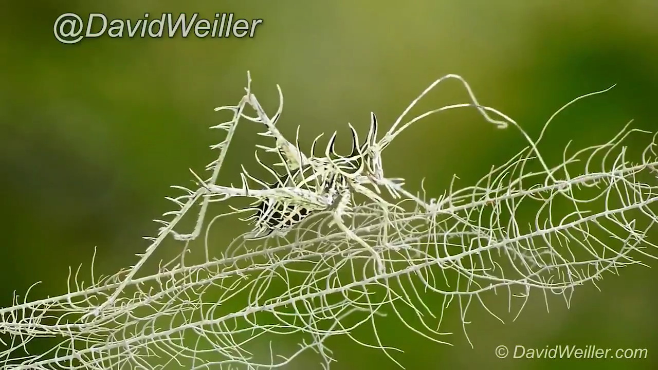 Science girl on Twitter "The extraordinary camouflage of this Lichen