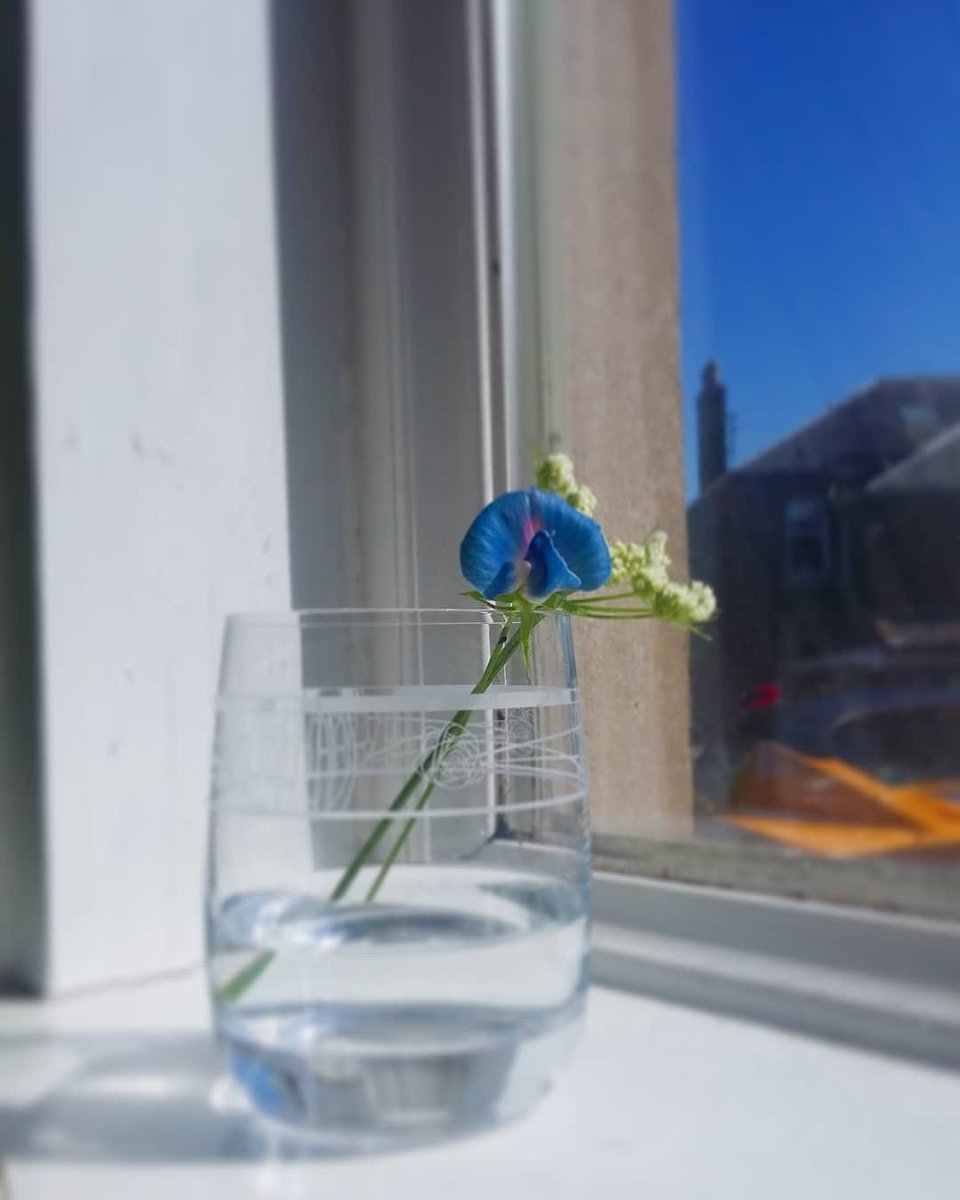 Lathyrus sativus. simple and blue
#inmygarden #garden #Flowers #Blue