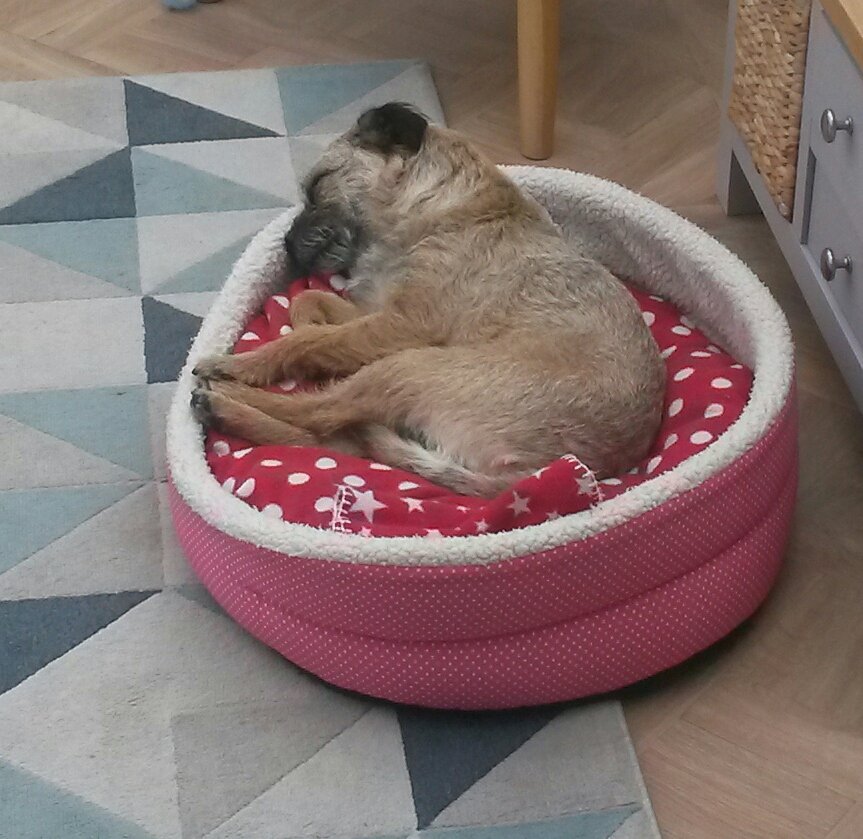 steelygreyste's tweet photo. While @misheleneous and I are sharing the office ( dining room table ). The boss #Heidi CBE is keeping her #btposse #paw on the pulse. #borderterrier #borderterriers #workingfromhome #dogsatwork #lockdowndogs #mustworkharder #powernap https://t.co/bv4GvpIMxf