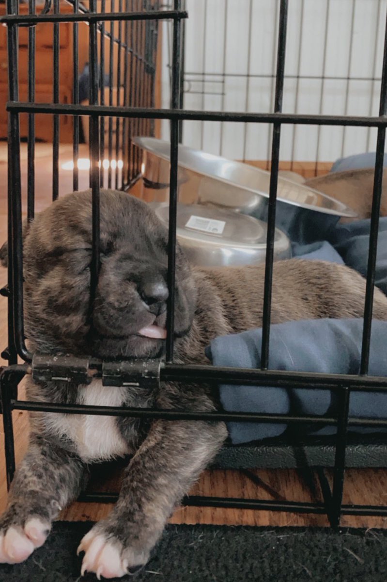 selena12sanchez's tweet photo. @AlyssaHyde More puppy spam #CACARGIVEAWAY https://t.co/RSBHhz5KlH