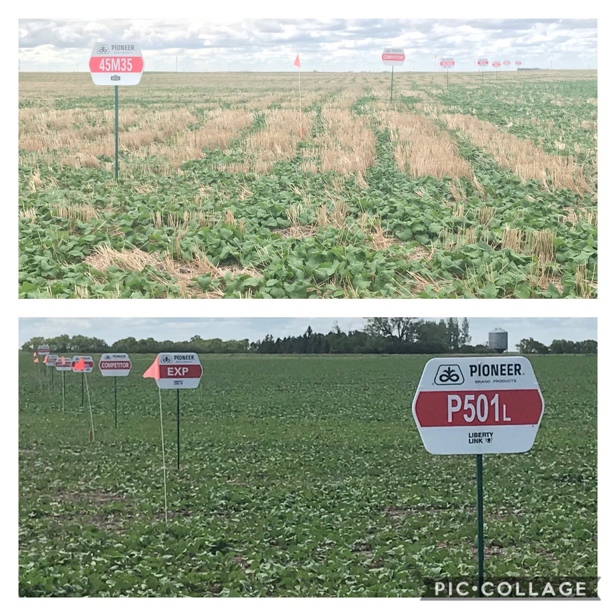quantumagrology's tweet image. Both plots signed and ready to show you this week. Come and go tours, Tuesday for Roundup Ready and Wednesday for Liberty Link from 1:00-3:00. This will be your first opportunity to see @PioneerSeedsCA #P505MSL, #P506ML, and #45CM44 in the field. #VigorLikeYouveNeverSeen