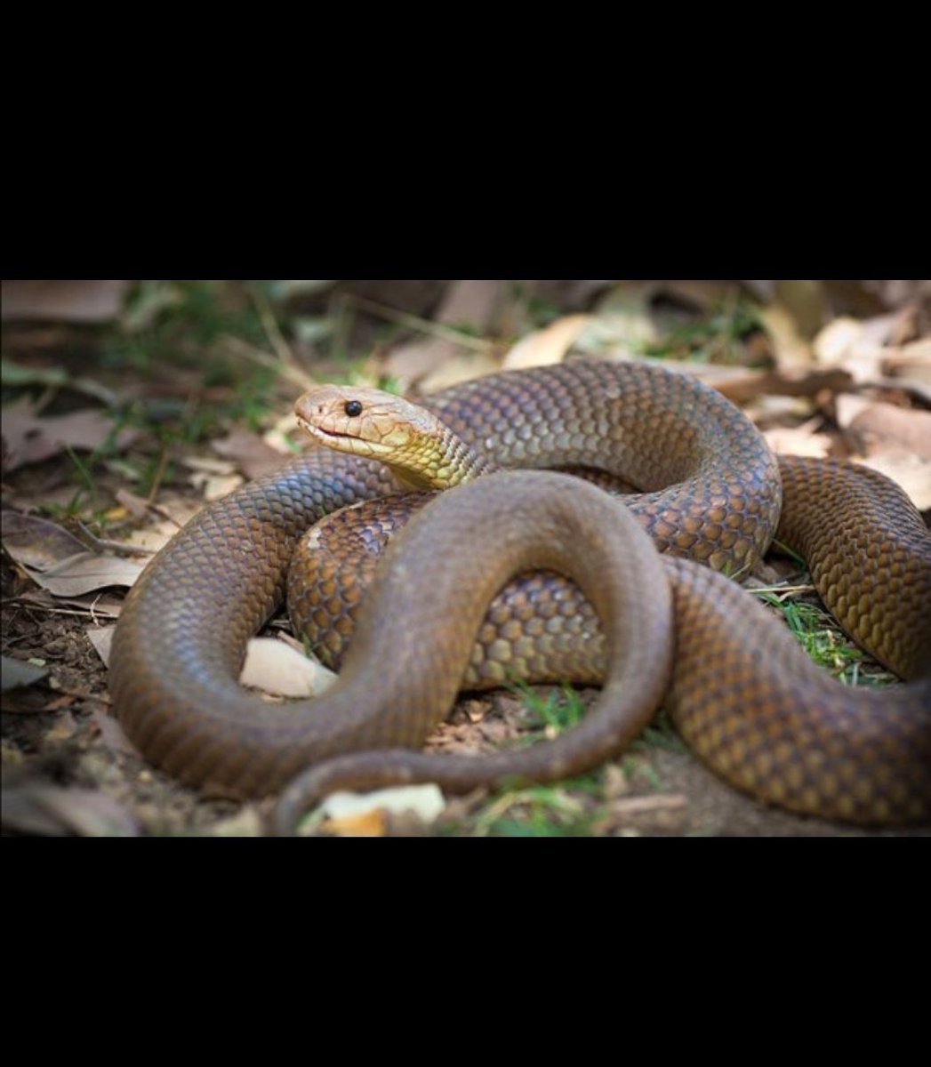 13. AussssstraliaThe Australian Brown Snake’s venom is so powerful that a 14,000th of an ounce can kill a human.