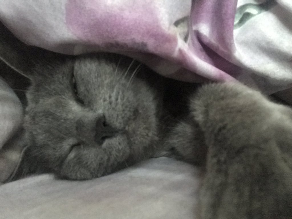 looooonav's tweet photo. моя кошка разговаривает во сне https://t.co/cwuQJwzsET