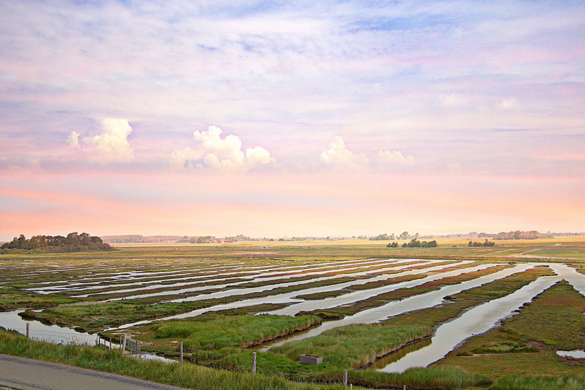 Prachtig #Zeeland #Schouwen-#Duiveland  natuurgebied #Prunje #PlanTureluur