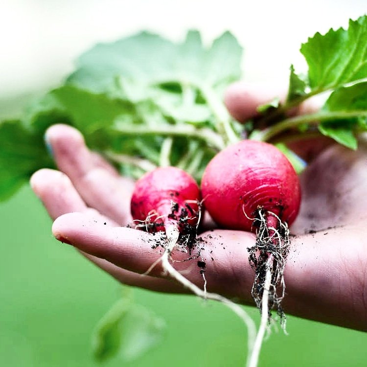 gruenrliving's tweet photo. Crises highlight how vulnerable our food systems really are. Grow your own food to increase your food security and build a #resilient society. Our most recent post has tips on where and what to grow. #startwhereyouare 
#sustainable #greenliving #eco https://t.co/Th6uRxSLMO https://t.co/WLPzyNh83E