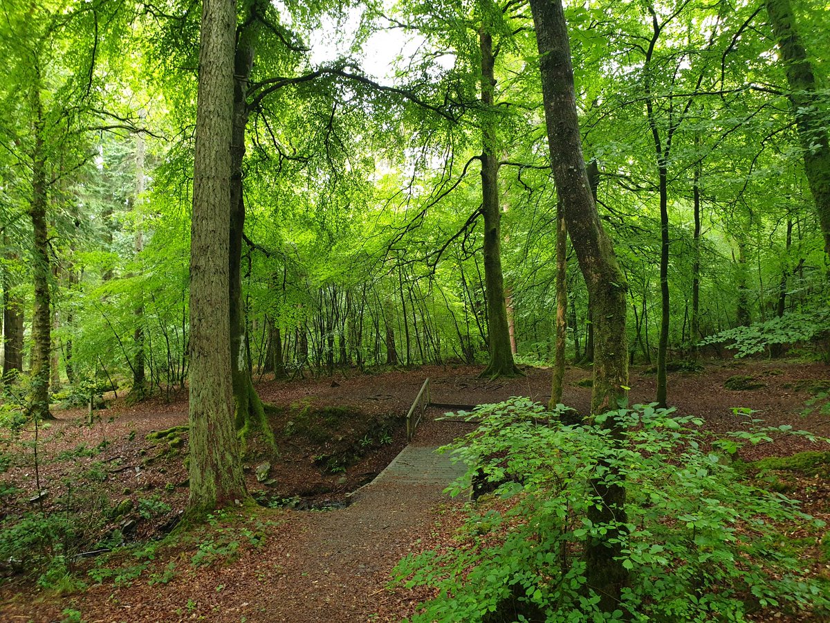 AliAHPDem's tweet photo. Back to work tomorrow after "holiday" spent running 95 miles and nearly 15,000 feet of climbing for #virtualWHWrace. All local forests and hills with no social media. A great event, thank u organisers. Lots to catch up on now! https://t.co/qpqdV8jSHc