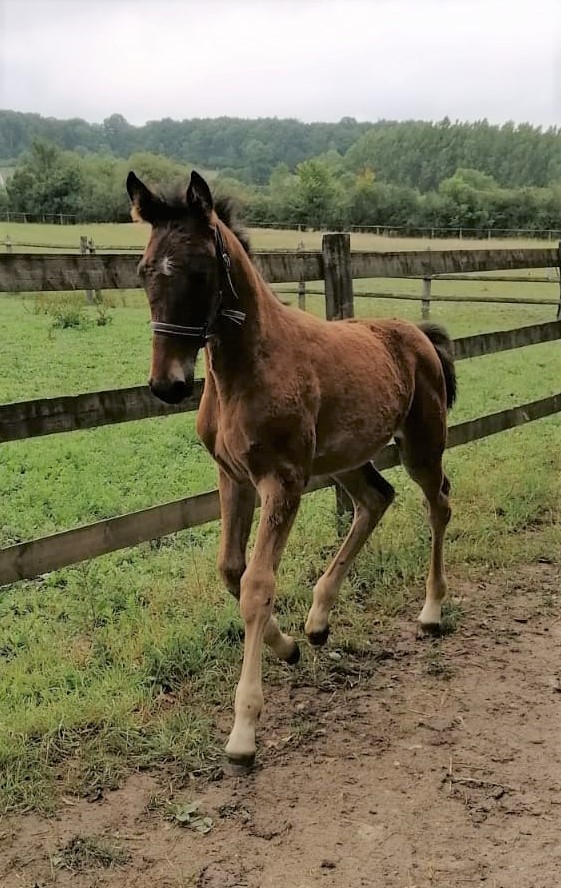 katastrophe2020's tweet photo. Il a fait comment FaceTimeBourbon dimanche ? Et bien, il a avancé la patte avant gauche en même temps que la patte arrière droite. Pas si mal mon premier petit trot au paddock non ? @equidia @PMU_Hippique @pegoetz @cadel_clement @GGillot14 @goopbjorn @lbturf @BenoitFabrega https://t.co/FlHMD9hJuK