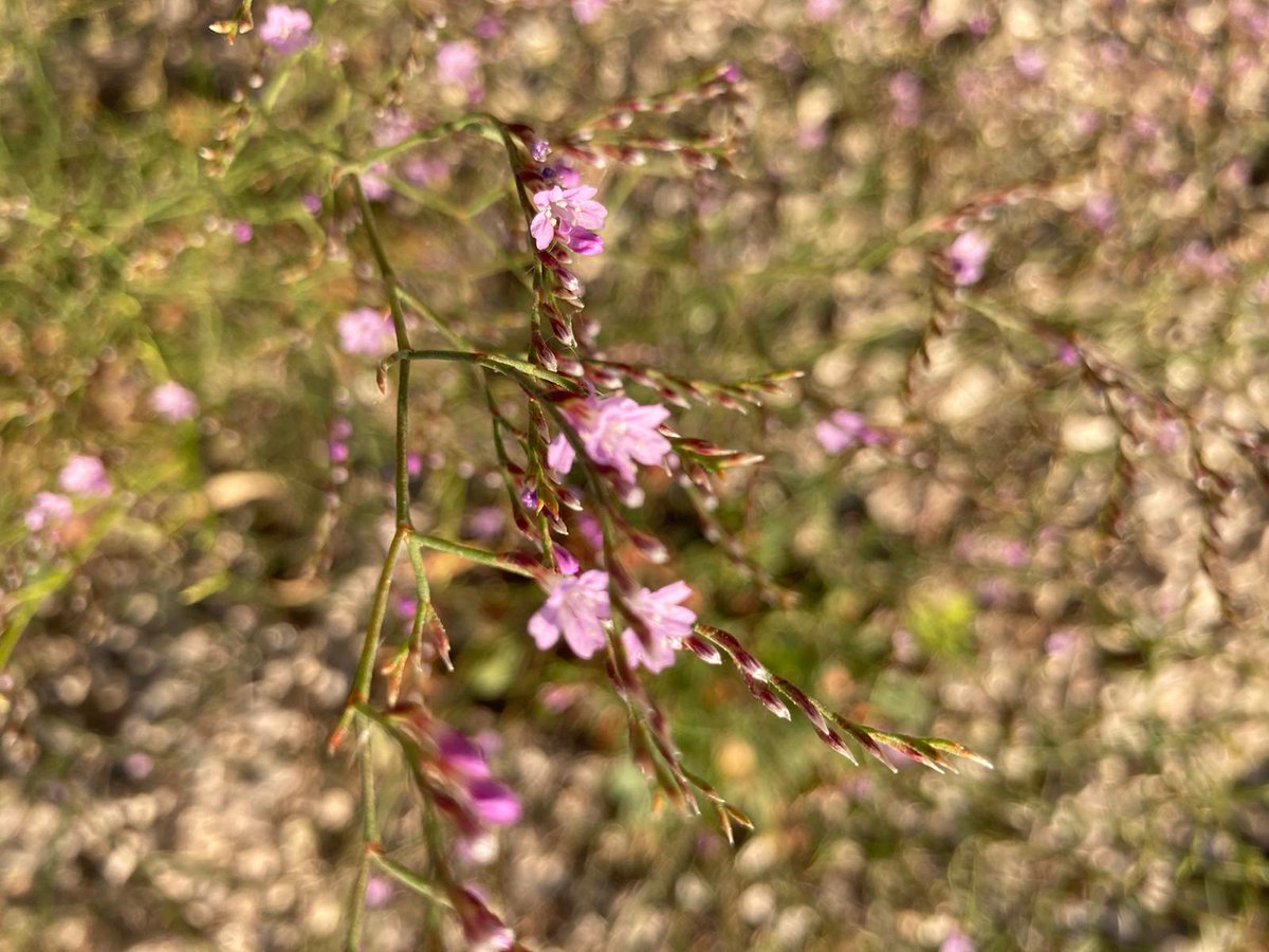 botcove's tweet photo. Limonium supinum #Villena #PlantsAgainstCovid19 #BotaniCan #paseosconperros #paseosconniños https://t.co/nXczolQAtB