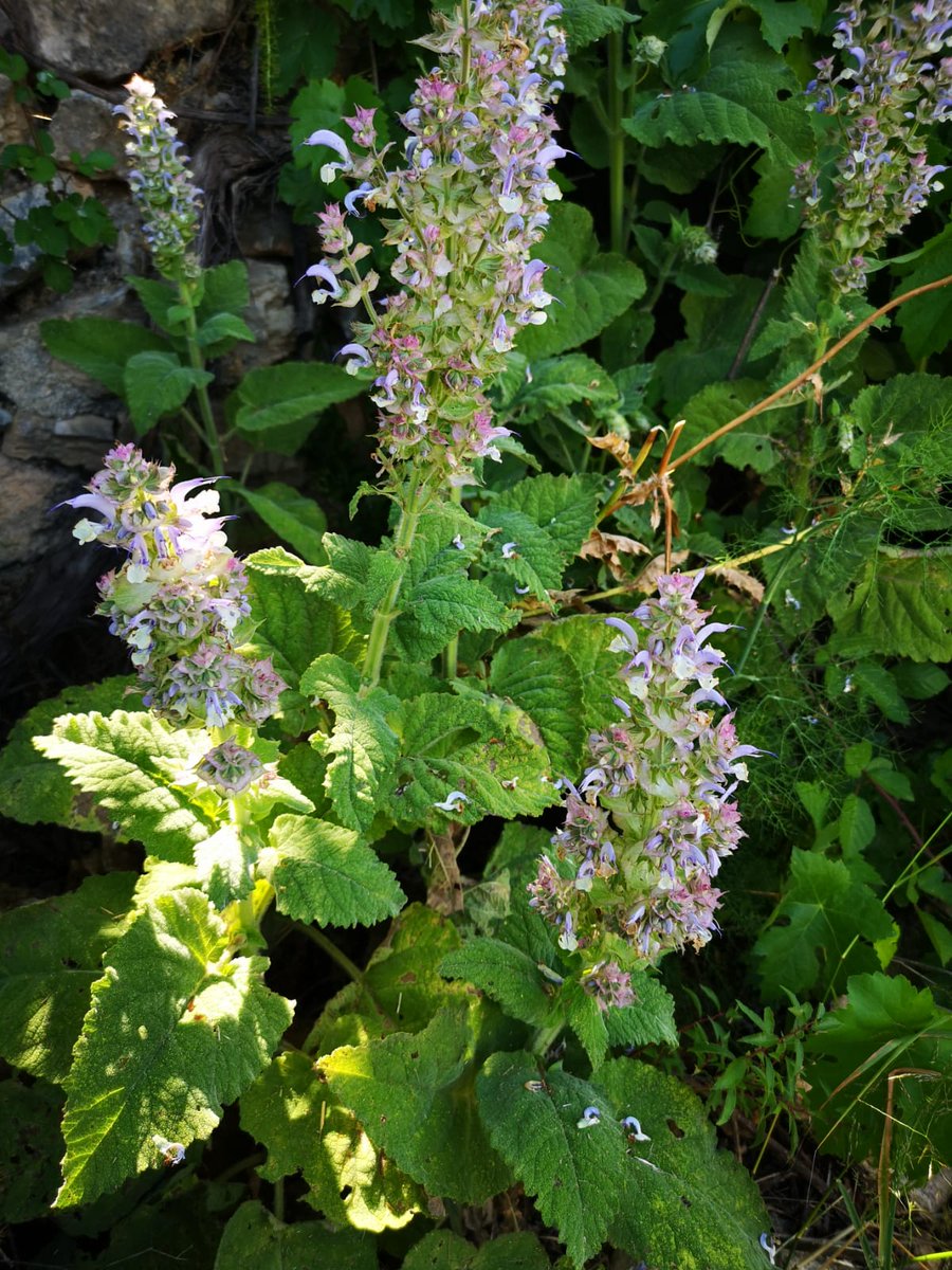 botcove's tweet photo. Salvia sclarea #PlantsAgainstCovid19 #BotaniCan #paseosconperros #paseosconniños https://t.co/t3GgoSN0nX