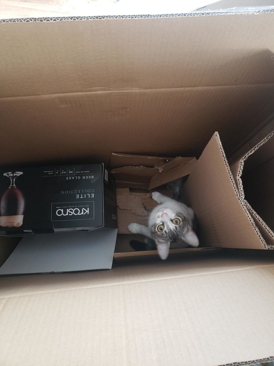 MeowMoeDotCom's tweet image. My #Cat #Routinely gets #Stuck in #Boxes and #Cries until I go #Rescue her.
 
#Cats #Cat #Kittens #Kitten #Kitty #Pets #Pet #Meow #Moe #CuteCats #CuteCat #CuteKittens #CuteKitten #MeowMoe 
 
meowmoe.com/662391/my-cat-…