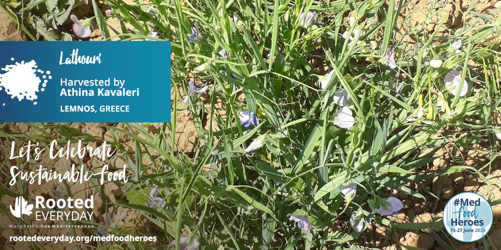 MedNatureCultur's tweet photo. On #Lemnos each family of farmers holds its own Lathouri seeds - a direct consequence of the matrilineal system that runs family affairs on the island, which defines the ways all properties are bequeathed. https://t.co/Gk0K31Z21q #MedFoodHeroes #RootedEveryday @MedINAGreece https://t.co/9KF8UeDpe0