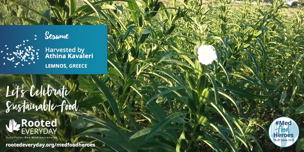 MedNatureCultur's tweet photo. Instead of using expensive olive oil from Mt. Athos, Imvros and Thassos, sesame was cultivated on #Lemnos. https://t.co/Gk0K31Z21q #MedFoodHeroes #RootedEveryday @MedINAGreece https://t.co/PzN0A6hbCE